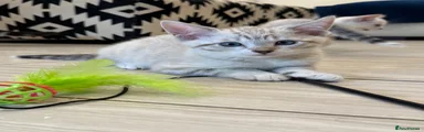 Bengal 1