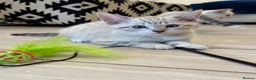 Bengal cats for sale: Stunning Snow Bengal Kittens – Blue Eyes 💙 - Advert 2