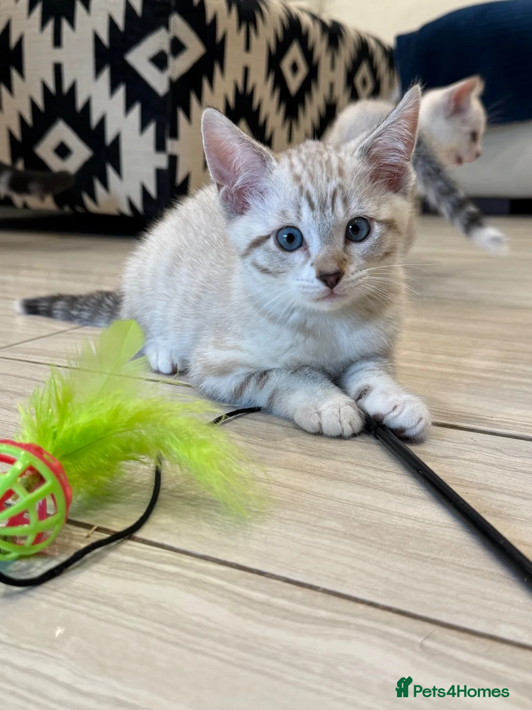 Bengal cats for sale: Stunning Snow Bengal Kittens – Blue Eyes 💙 - Advert 2