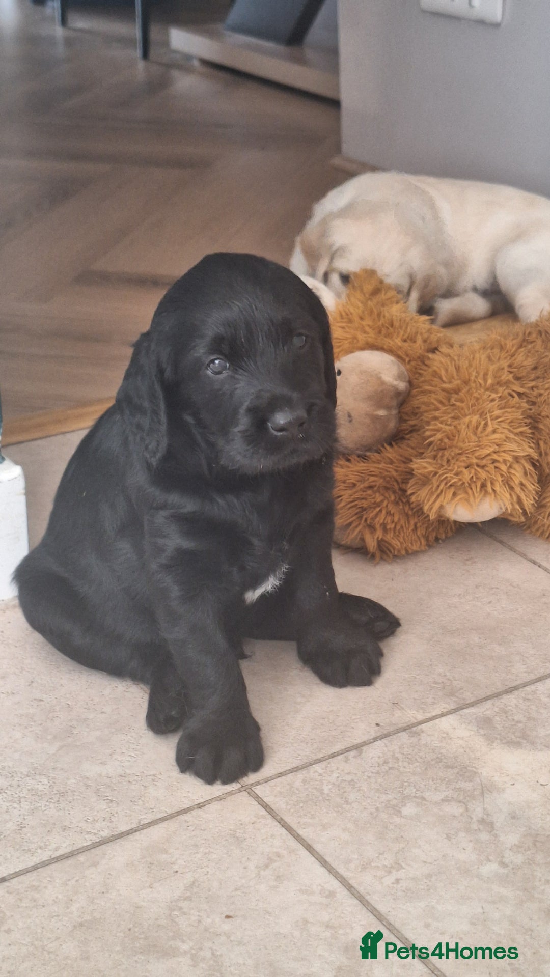 Labradoodle dogs for sale: Labradoodles x2 boys. Alloa - Image 22