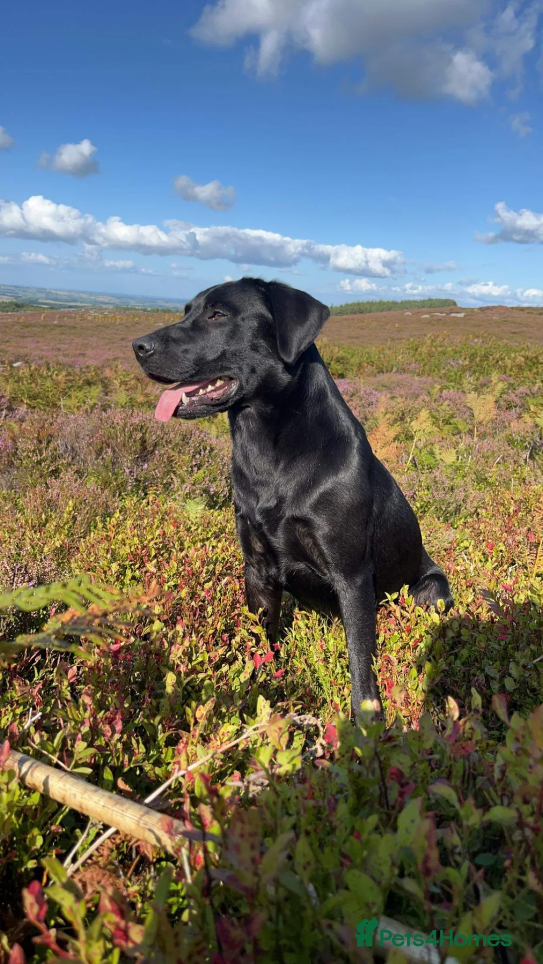 Labrador Retriever dogs for stud: Black labrador stud- FULLY HEALTH TESTED in Leyburn - Advert 9