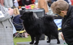 German Spitz dogs for sale: German spitz  - Image 1