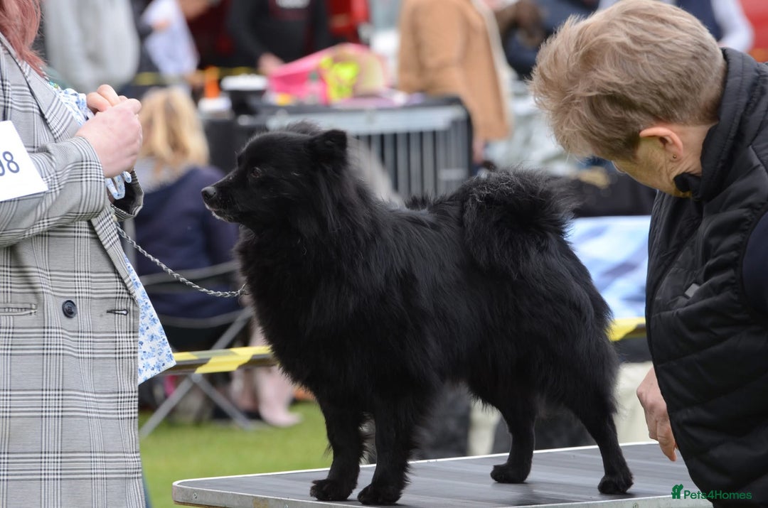 German Spitz dogs for sale: German spitz  - Image 1
