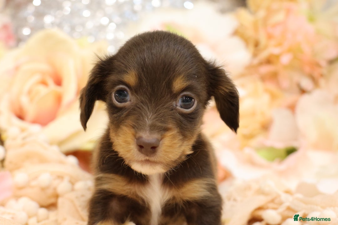 Miniature Dachshund dogs for sale: KC Longhair Miniature Dachshund Puppies - Advert 14