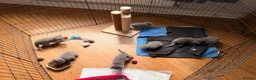 British Shorthair cats for sale: British blue shorthair kittens  - Advert 9