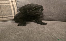 Cavapoo dogs for sale: Cavapoo puppies  - Image 12
