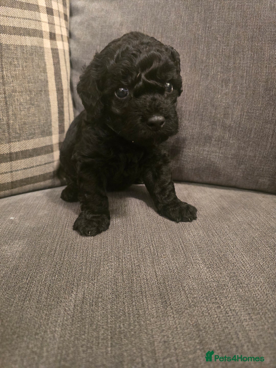 Cavapoo dogs for sale: Cavapoo puppies  - Image 12