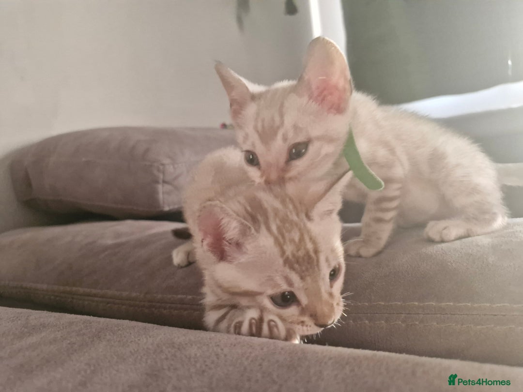 Bengal cats for sale: DorsetCats Artemis "Goddess Of The Hunt" - Rare Snow Genetic & Health Tested Bengal Kittens - Image 8