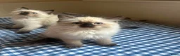 Ragdoll cats for sale: GCCF Adorable ragdoll kittens ready to gohome now - Advert 27