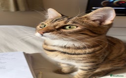 Mixed Breed cats for sale: 2 male Bengal mix kittens (ginger, black/grey) - Advert 3