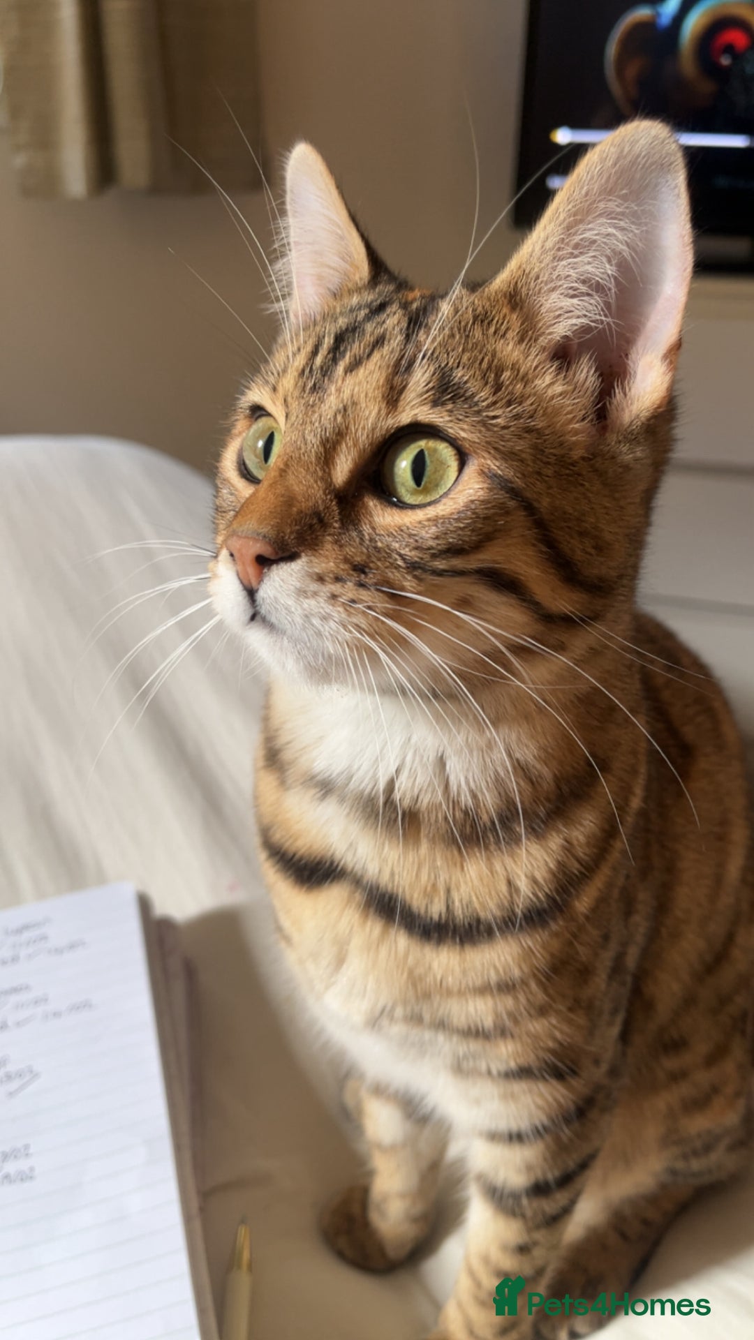 Mixed Breed cats for sale: 2 male Bengal mix kittens (ginger, black/grey) - Advert 3