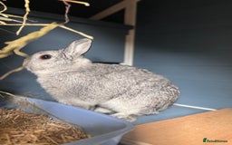 Netherland Dwarf rabbits for sale: Pedigree Neth chinchilla Buck  - Image 2