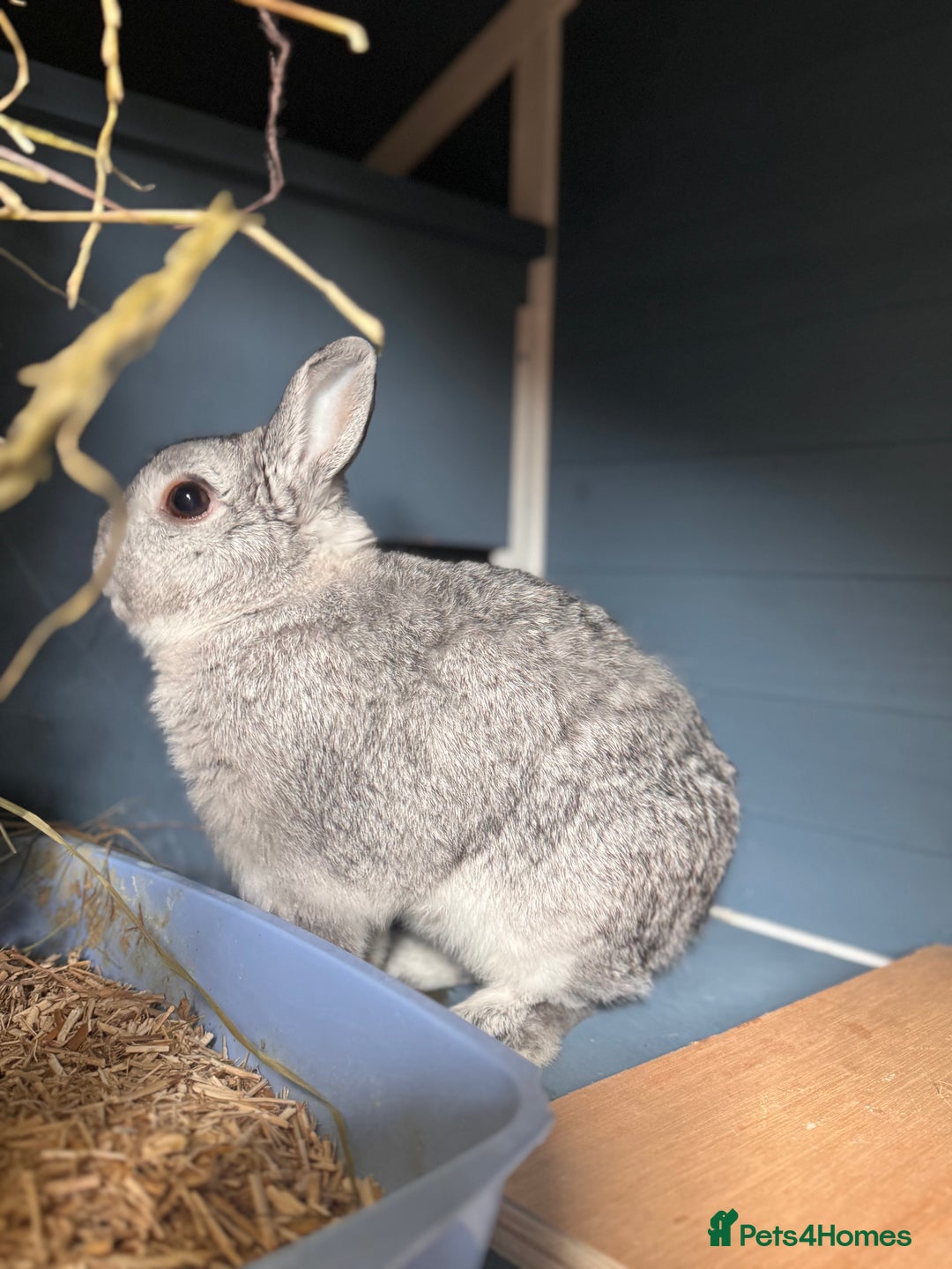 Netherland Dwarf rabbits for sale: Pedigree Neth chinchilla Buck  - Image 2