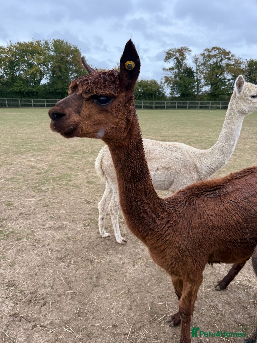 Alpaca livestock for sale: Pregnant breeding female starter herd  - Image 3