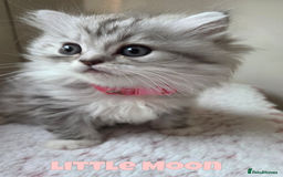 Persian cats for sale: Persian x Ragdoll - Image 5