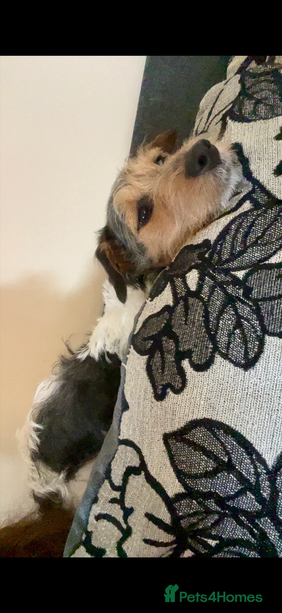 Patterjack dogs for stud: Patterjack for stud - Advert 4