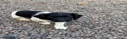 English Springer Spaniel dogs for sale: English springer spaniel pups in Cornhill-on-Tweed - Advert 2