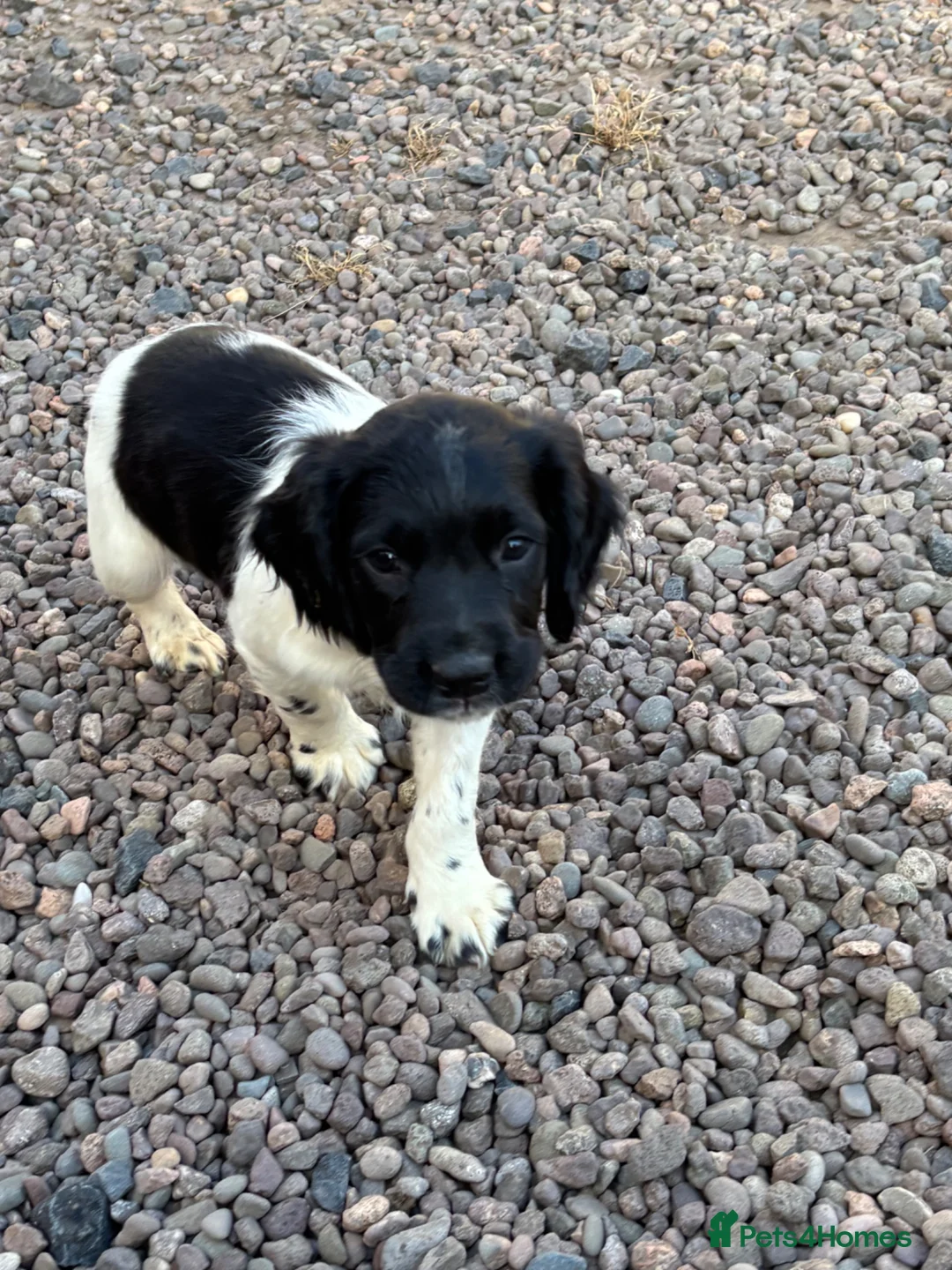 English Springer Spaniel dogs for sale: English springer spaniel pups in Cornhill-on-Tweed - Advert 2