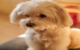 Maltese dogs for stud: Maltese Males (for Stud)  in Durham - Image 13