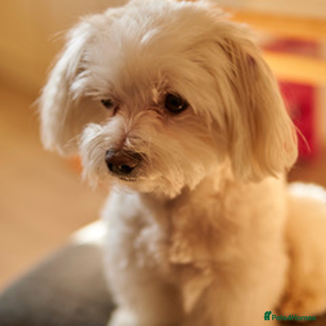 Maltese dogs for stud: Maltese Males (for Stud)  in Durham - Image 13