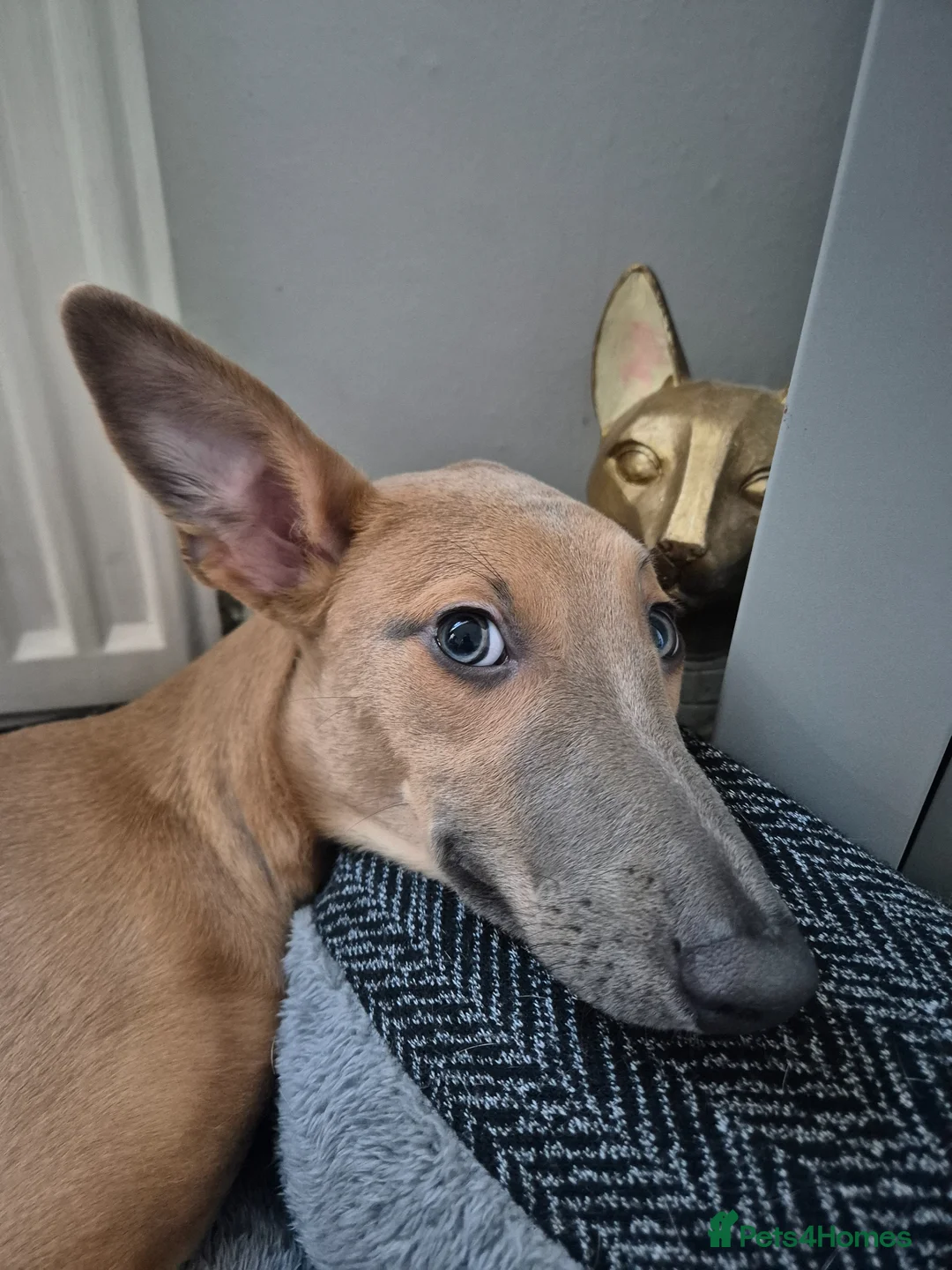 Mixed Breed dogs for sale: Male and female whippet x lurcher  in Southend-on-Sea - Advert 1