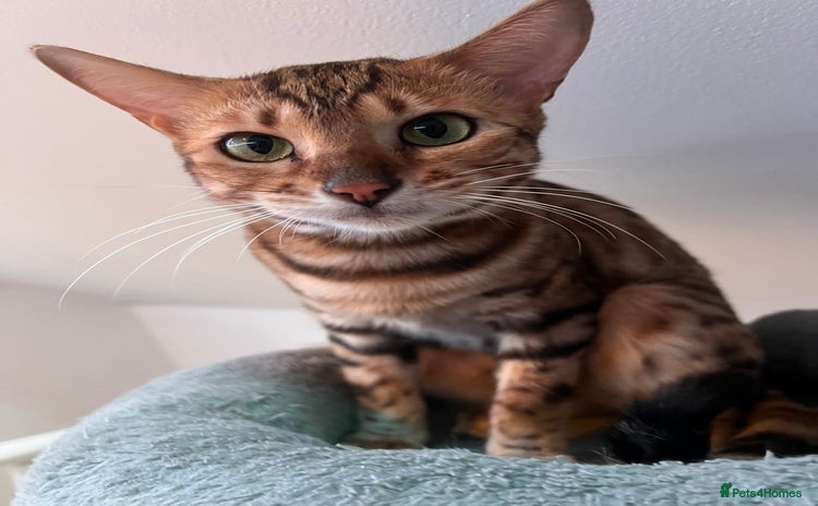 Bengal cats - Advert 6