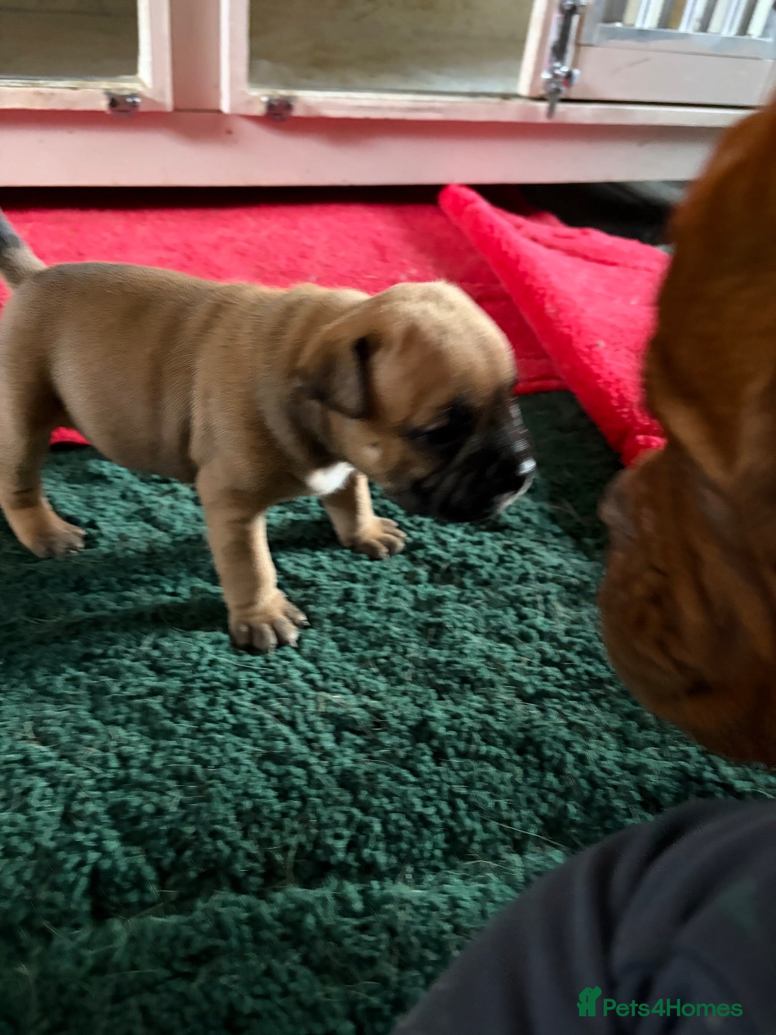 Staffordshire Bull Terrier dogs 6 red boys  - Advert 2