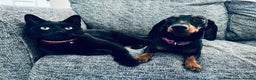 Miniature Dachshund dogs for sale: In need of rehoming I’m spooky - Advert 4