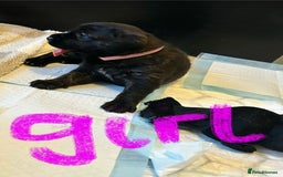 Mixed Breed dogs for sale: Rottie Corso for sale  - Image 4