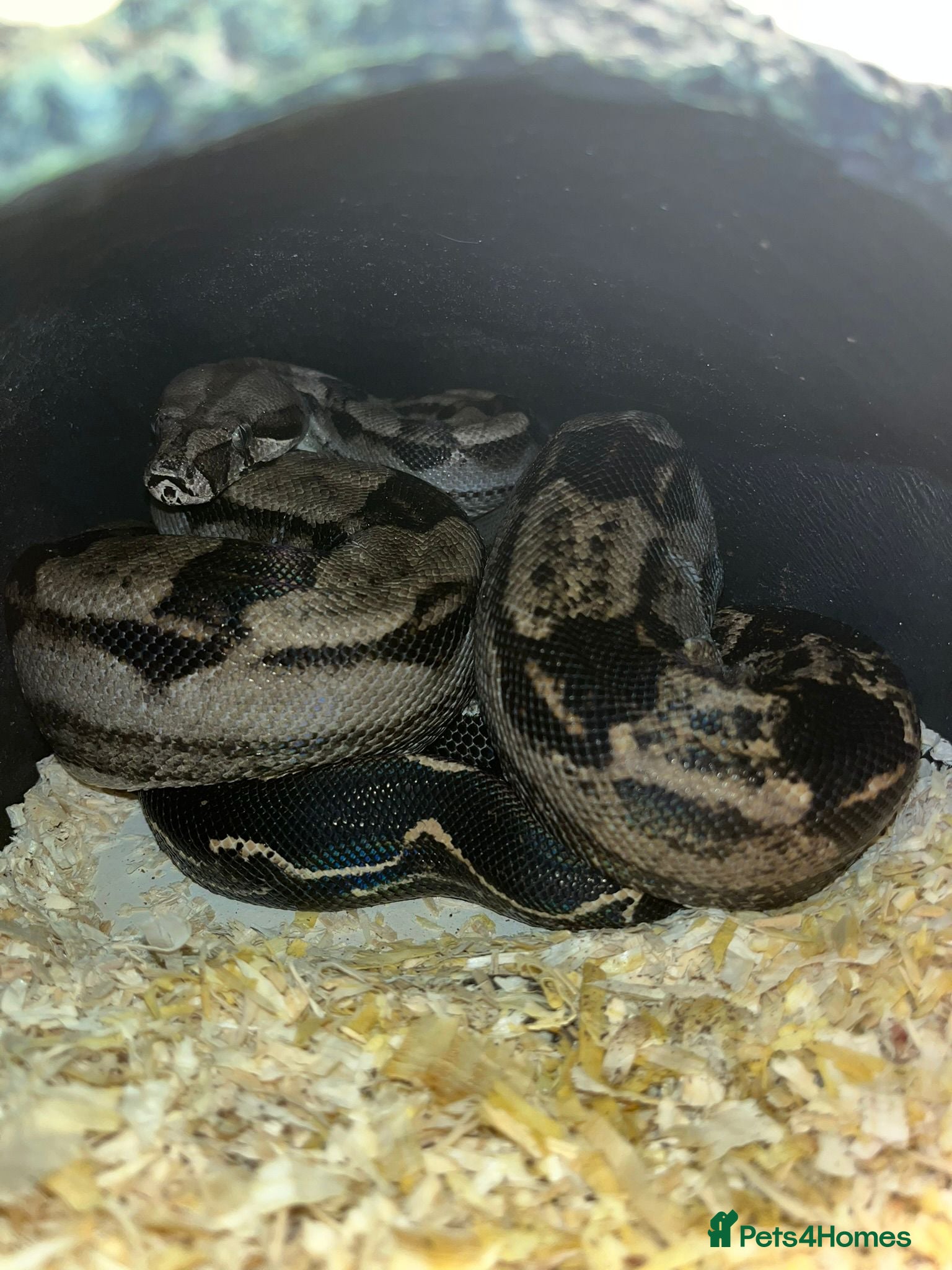 Snake reptiles Common boa for experienced snake owner - Advert 1