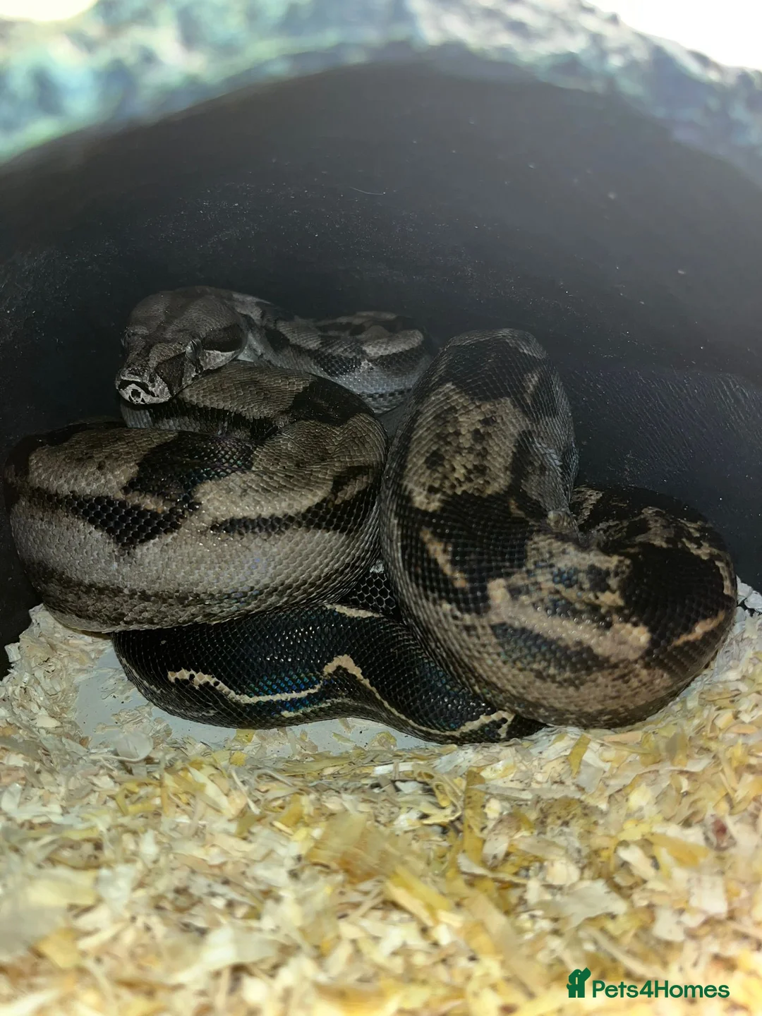 Snake reptiles for sale: Common boa for experienced snake owner in Southampton - Advert 1