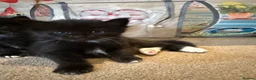 Maine Coon cats for sale: Norwegian Forest x Maine Coon Kittens 🐾 - Advert 12