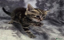 Mixed Breed cats for sale: Mixed breed kittens - Image 5
