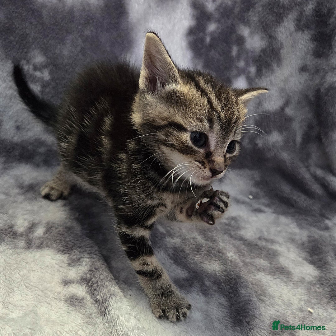 Mixed Breed cats for sale: Mixed breed kittens - Image 5