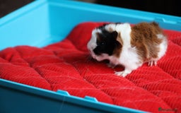 Guinea Pig rodents for sale: Peruvian long haired Babies - Advert 15
