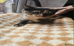 British Shorthair cats for sale: Stunning British Shorthair Kittens Ready Now! - Image 7