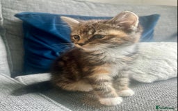 Mixed Breed cats for sale: Mixed breed silver tabby boys/ tabby & white girl - Image 7
