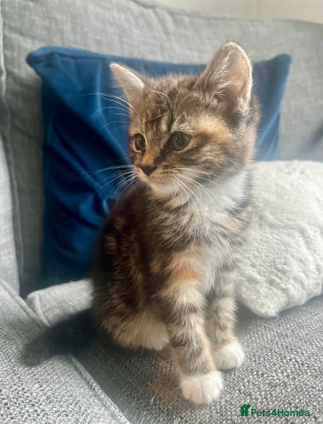 Mixed Breed cats for sale: Mixed breed silver tabby boys/ tabby & white girl - Image 7