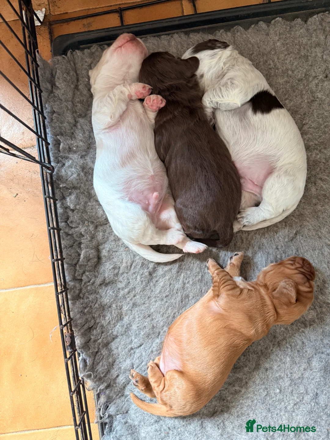 Cocker Spaniel dogs for sale: Beautiful roan cocker spaniels for sale - Advert 2