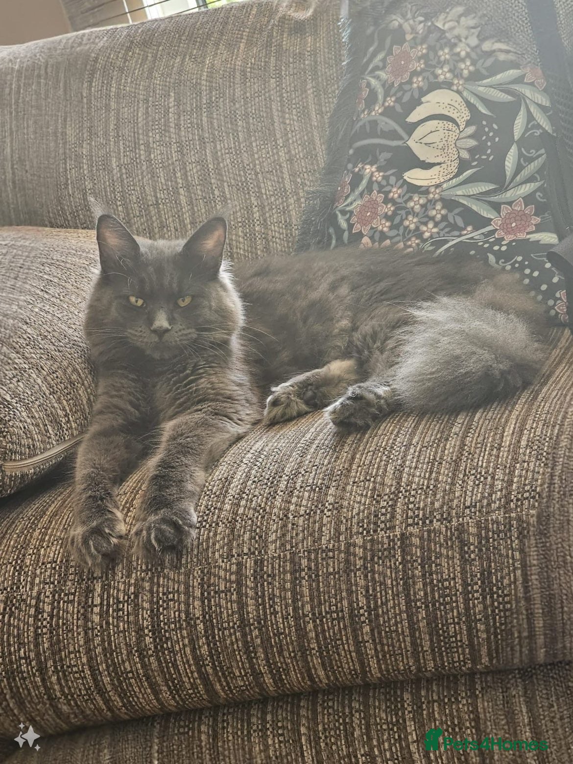 Mixed Breed cats Mainecoon mix breed - Advert 1