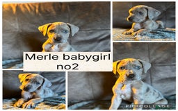 Mixed Breed dogs for sale: Rhodesian Ridgeback x Cane Corso puppies for sale - Image 3