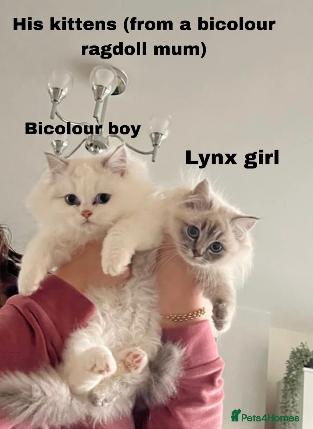 Ragdoll cats for stud: Bicolour Ragdoll Male for Stud in Mansfield - Advert 11