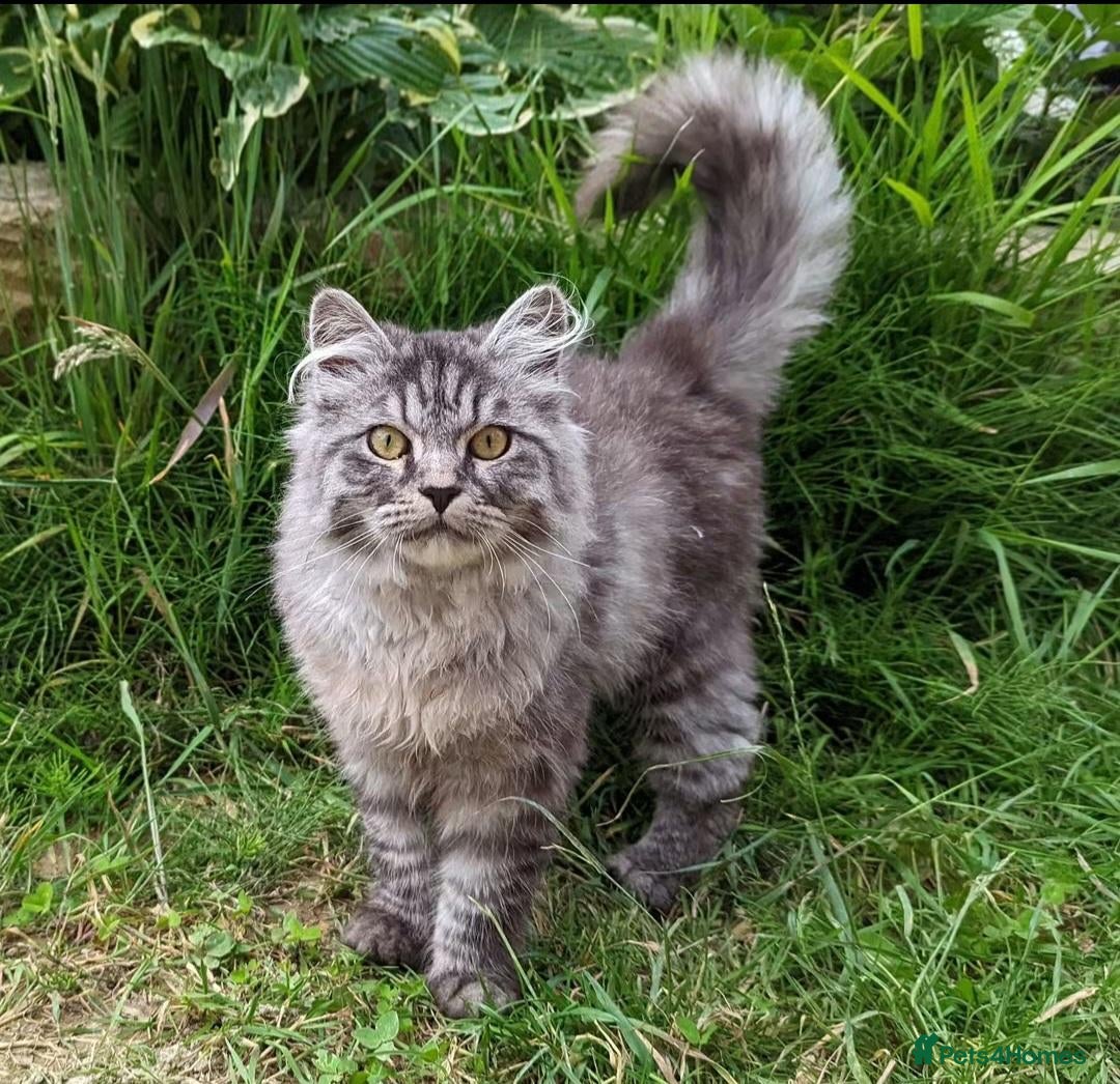 Mixed Breed cats Persion cross - Advert 5
