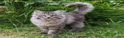 Mixed Breed cats for sale: Persion cross - Advert 1