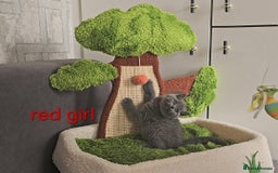 British Shorthair cats for sale: British Blue Shorthair kittens, GCCF pedigree - Image 8