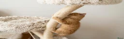 British Shorthair cats for sale: Beautiful Ginger Girl Tabby BSH Kitten - Advert 8