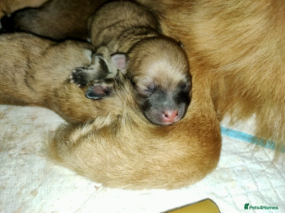 Pomeranian dogs for stud: Rocket Pomeranian stud  in Romford - Advert 19