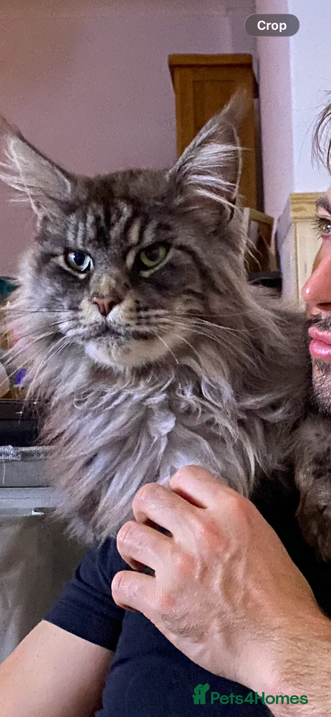 Maine Coon cats for sale: Black Silver Maine Coon - WCF Registered - Advert 8