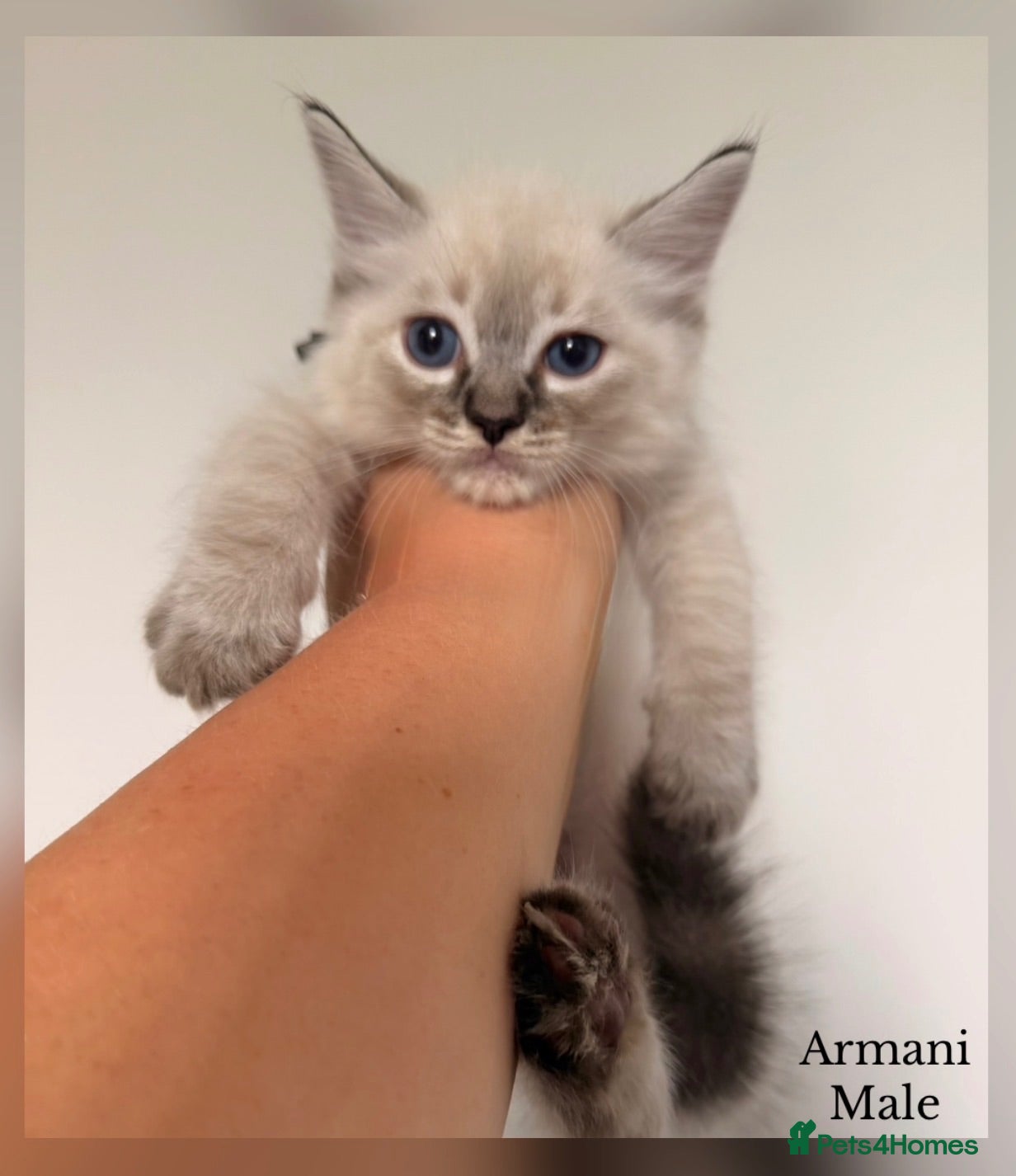 Ragdoll cats 💫 EXQUISITE RAGDOLL KITTENS - READY NOW 🏡 - Advert 13