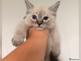Ragdoll cats 💫 EXQUISITE RAGDOLL KITTENS - READY NOW 🏡 - Advert 13